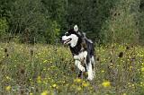 ALASKAN MALAMUTE 359